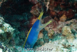 Blue Ribbon Eel, D70 by Larry Polster 